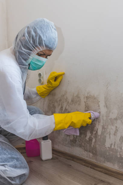 Best Post-Construction Mold Inspection  in Northdale, FL